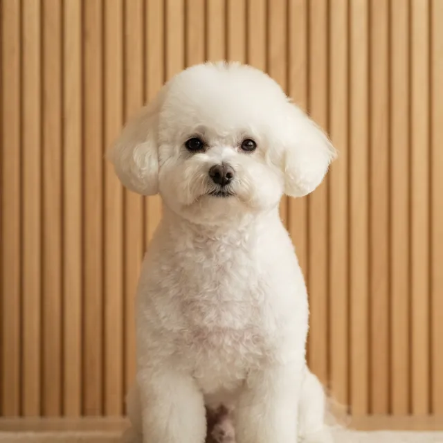 A bichon frise with a freshly finished white coat, photographed alone against a warm oak-panelled wall.
