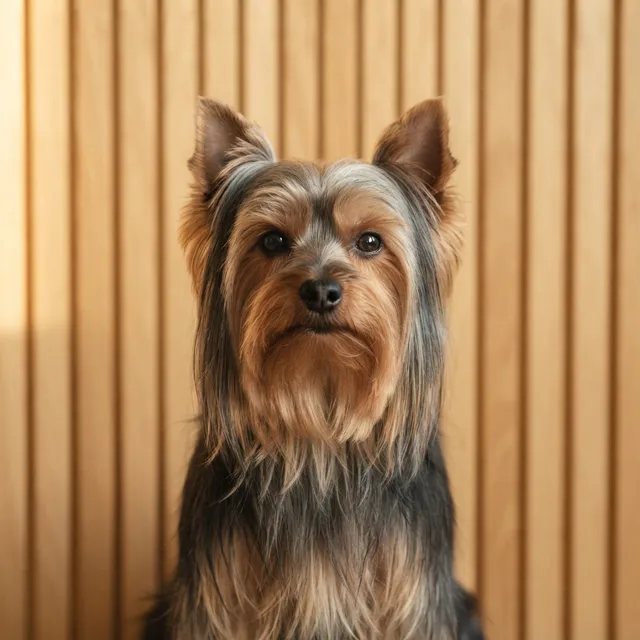 A yorkshire terrier with a freshly finished coat, photographed alone against a warm oak-panelled wall.